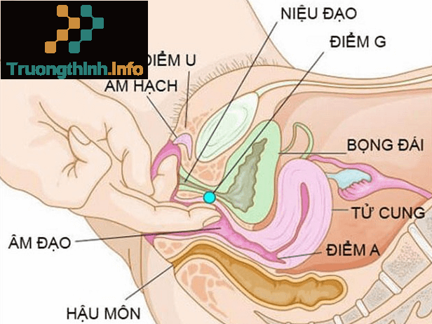                           Điểm G là gì? Điểm G của nam, của nữ ở vị trí nào?