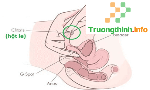                           Điểm G là gì? Điểm G của nam, của nữ ở vị trí nào?