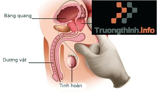                           Điểm G là gì? Điểm G của nam, của nữ ở vị trí nào?