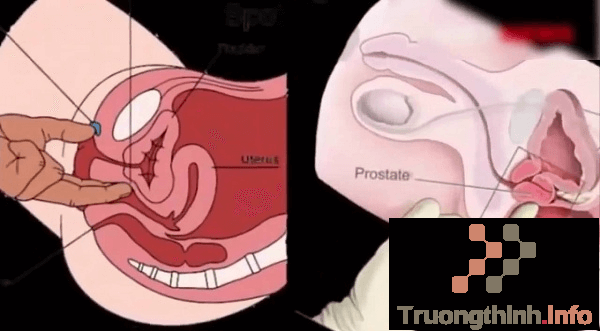                           Điểm G là gì? Điểm G của nam, của nữ ở vị trí nào?