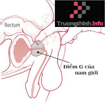                           Điểm G là gì? Điểm G của nam, của nữ ở vị trí nào?