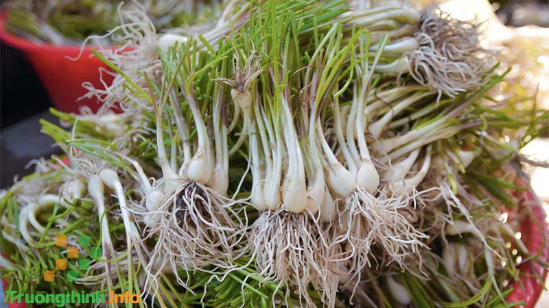                           Củ kiệu là gì? Ăn củ kiệu có tác dụng gì? Củ kiệu làm món gì ngon?