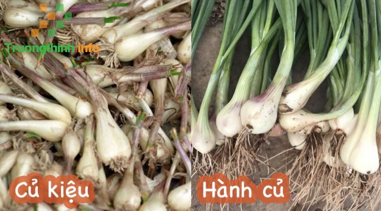                          Củ kiệu là gì? Ăn củ kiệu có tác dụng gì? Củ kiệu làm món gì ngon?