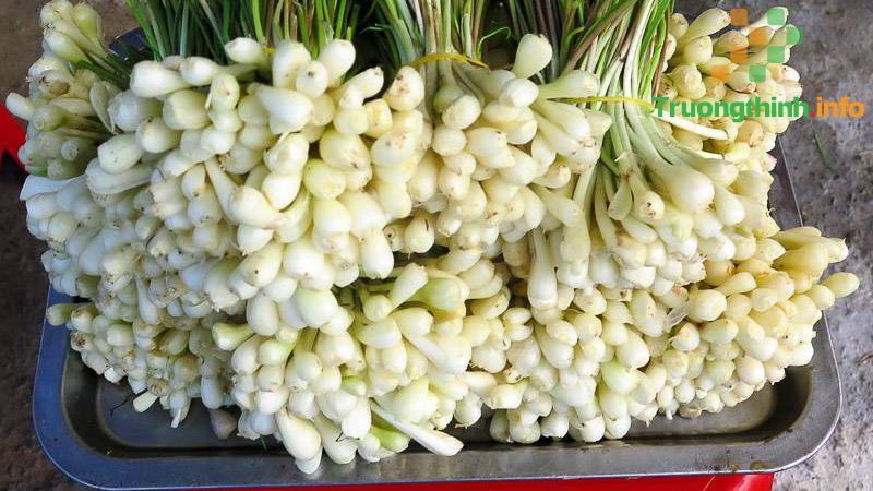                           Củ kiệu là gì? Ăn củ kiệu có tác dụng gì? Củ kiệu làm món gì ngon?