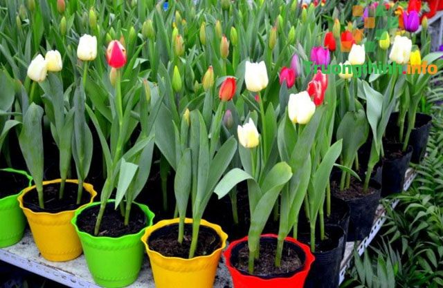                           Ý nghĩa của hoa tulip là gì? Cách trồng, chăm sóc và cắm hoa tulip đẹp