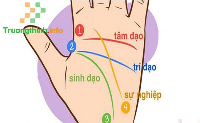                           Cách coi chỉ tay nam nữ bói tình duyên, học vấn, sự nghiệp