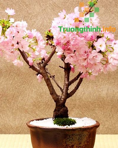                           Bonsai là gì? Các thế cây bonsai đẹp, độc đáo, nghệ thuật