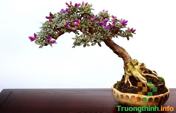Bonsai là gì? Các thế cây bonsai đẹp, độc đáo, nghệ thuật