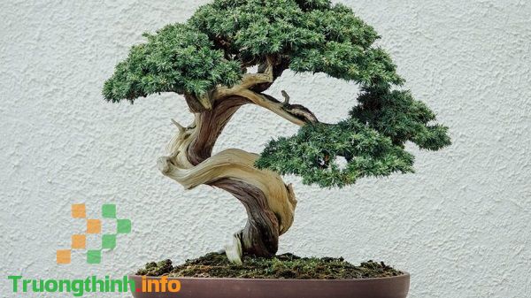                           Bonsai là gì? Các thế cây bonsai đẹp, độc đáo, nghệ thuật