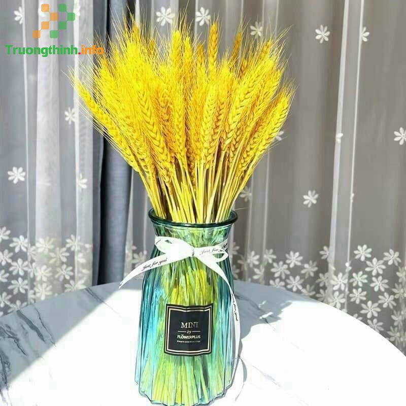 Cách cắm hoa lúa mạch đẹp và ý nghĩa hoa lúa mạch