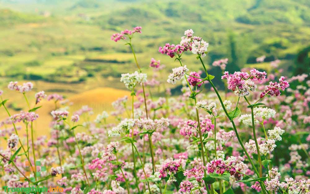                           Mùa đông thường có hoa gì? Các loại hoa đặc trưng của mùa đông