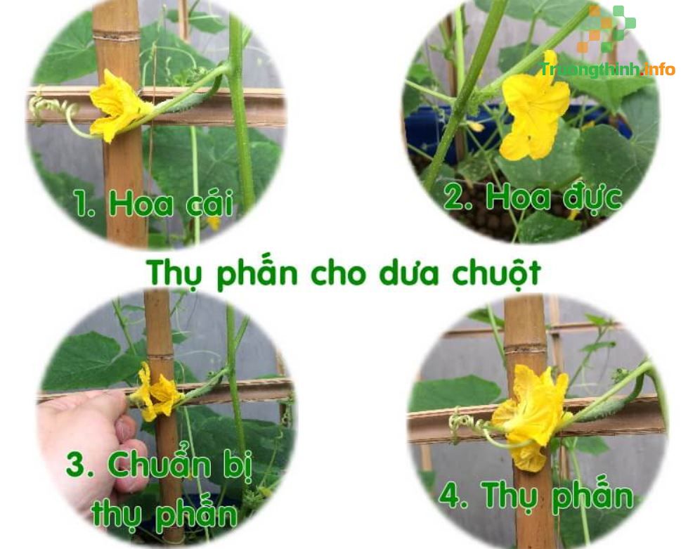                           3 Cách trồng dưa leo sai quả đúng kỹ thuật