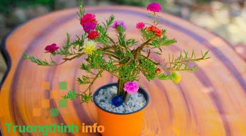                           Cách trồng hoa mười giờ đẹp và 5+ mẫu hoa mười giờ bonsai độc lạ