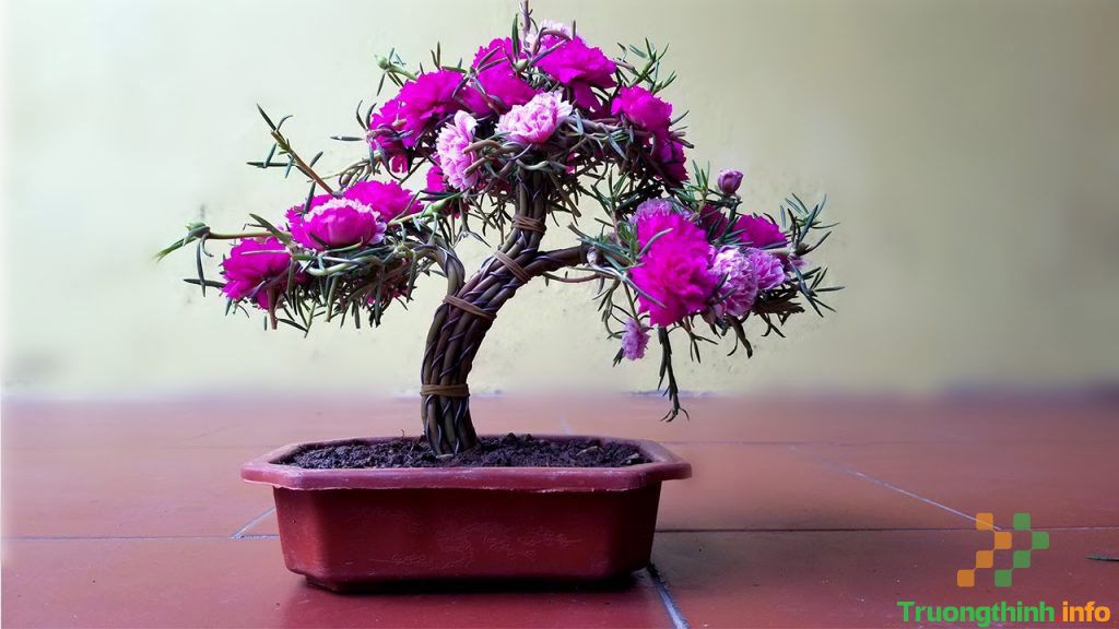 Cách trồng hoa mười giờ đẹp và 5+ mẫu hoa mười giờ bonsai độc lạ