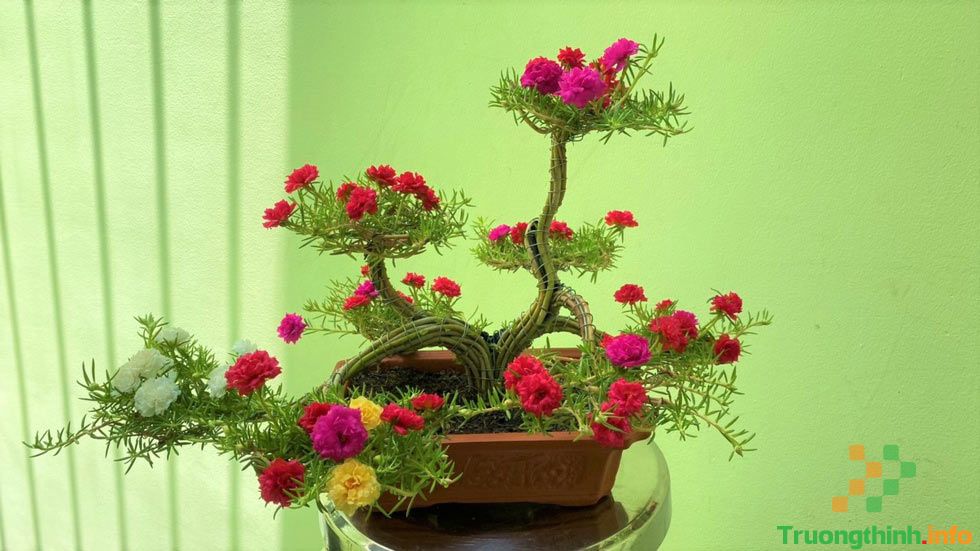                           Cách trồng hoa mười giờ đẹp và 5+ mẫu hoa mười giờ bonsai độc lạ