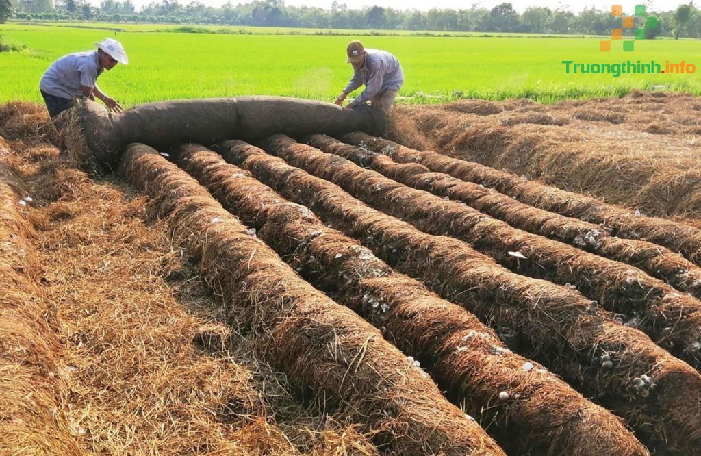                          Cách trồng nấm rơm tại nhà đơn giản, năng suất cao
