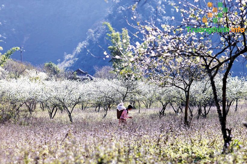                           Thơ về hoa ban hay, hình ảnh hoa ban đẹp nhất